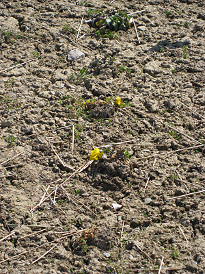 pansy unmulched